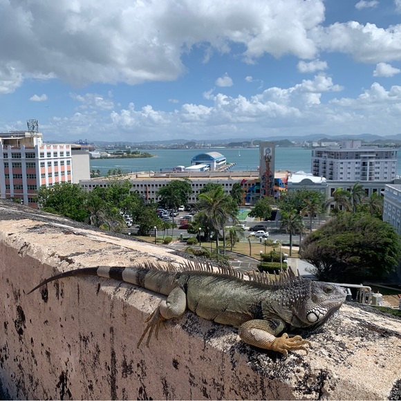 Meet your Posher, Grace - Picture 1 of 1